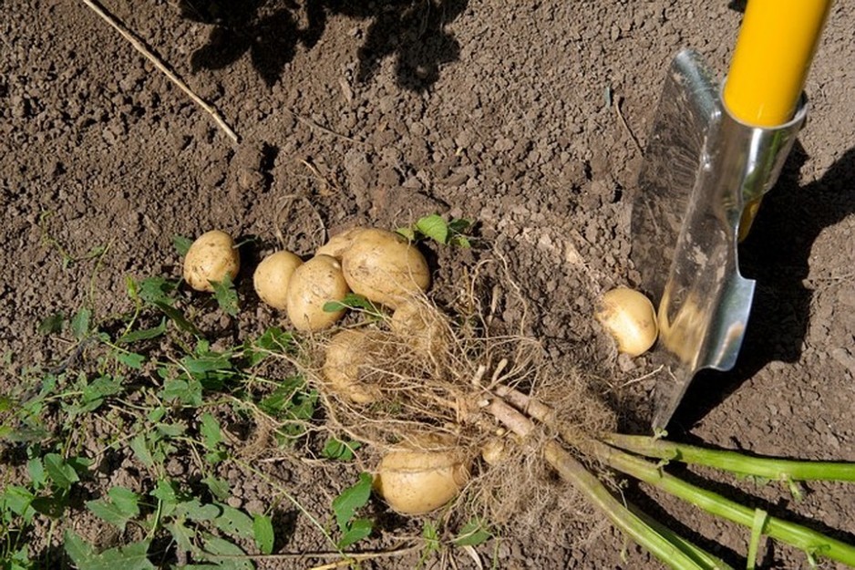 Когда копать картошку в 2018 году по лунному календарю: самые благоприятные дни для уборки картофеля