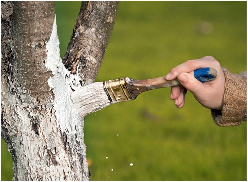 Побелка деревьев: нужно знать сроки, в которые лучше это делать