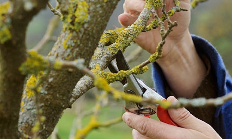 Уход за деревьями: зачистка стволов от наростов мха и лишайника