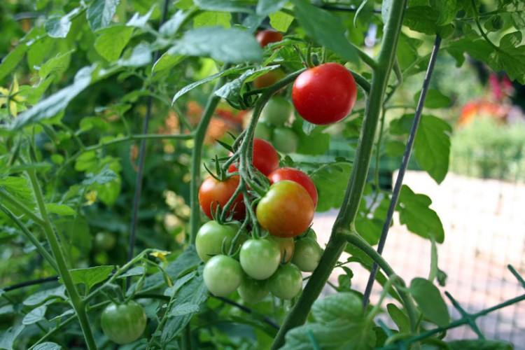 Второй оборот и выращивание томатов в теплице осенью: лучшие сорта и сроки посадки, правила осеннего выращивания