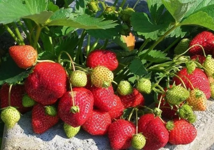 Уникальные возможности новейшего сорта земляники: урожай весь сезон - более 10 кг ягод с квадратного метра