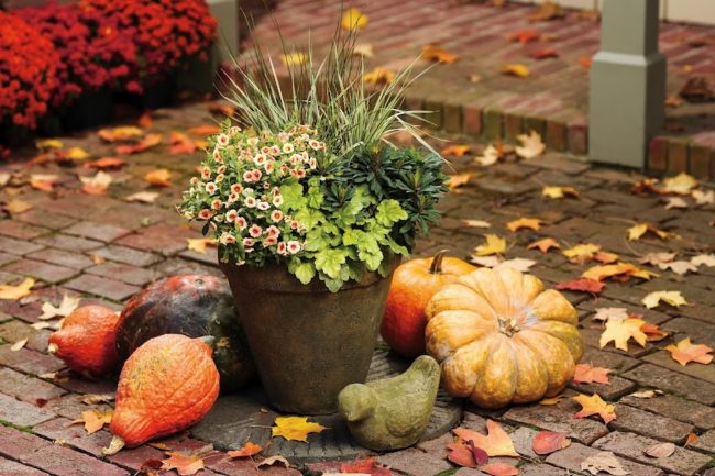 Лунный календарь осенних посадок в октябре 2019: овощей, зелени, цветов, ягодных кустарников и плодовых деревьев