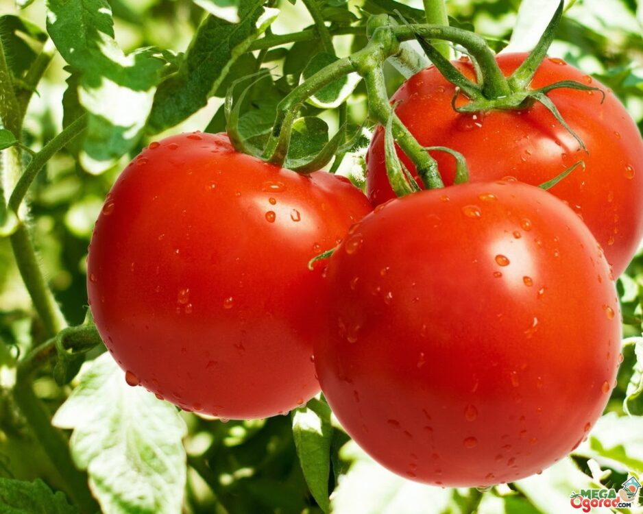 Лучшие сорта томатов для посадки на рассаду в 2021 году