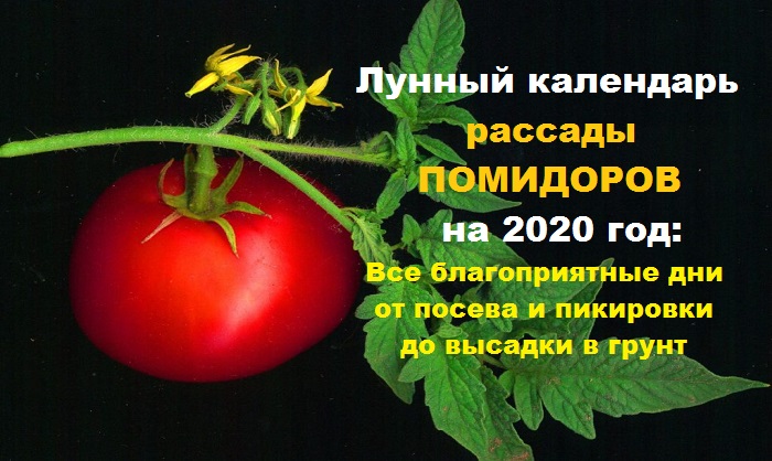 Лунный календарь рассады помидоров на 2020 год: от посева, пикировки до высадки в грунт