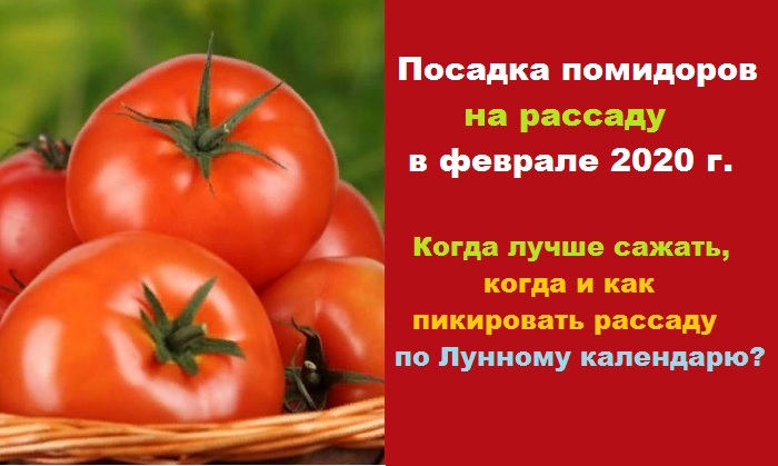 Благоприятные дни в марте для пересадки томатов