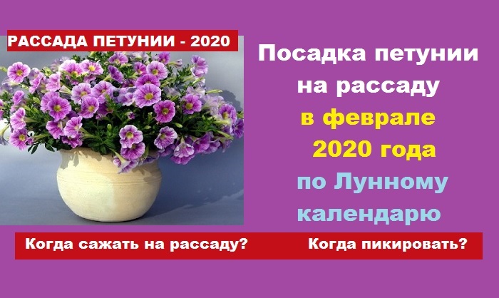 Дни пересадки комнатных растений февраль 2024